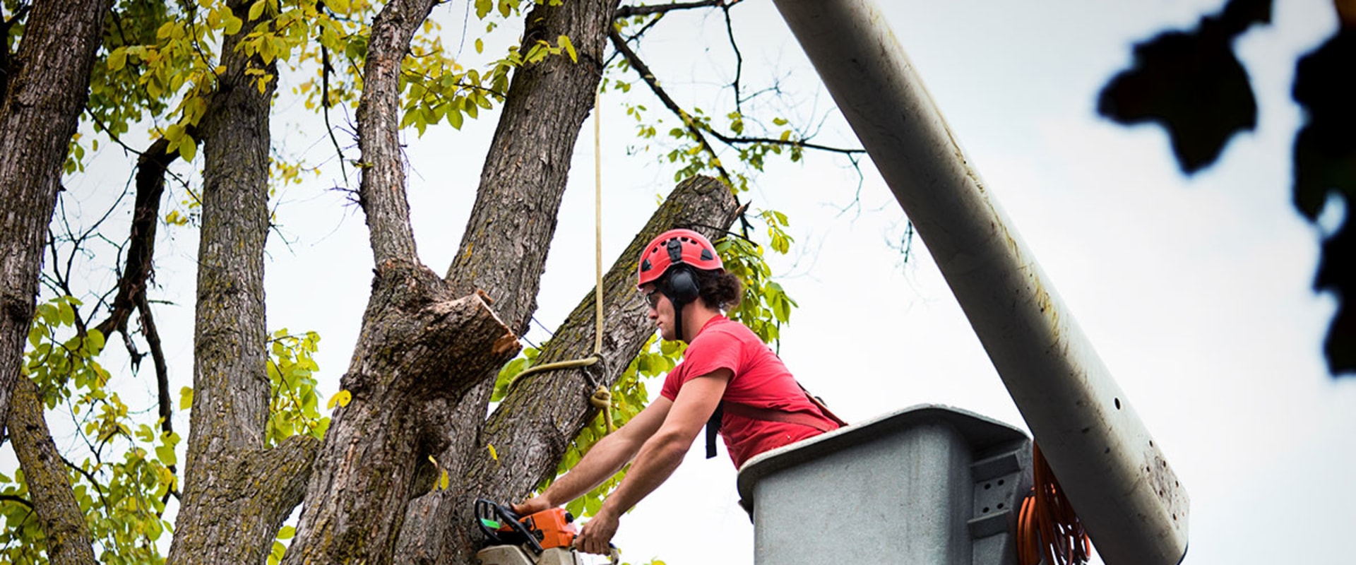 Protecting Your Trees: How Emergency Tree Service In Portland, Oregon Can Help Combat Tree Diseases