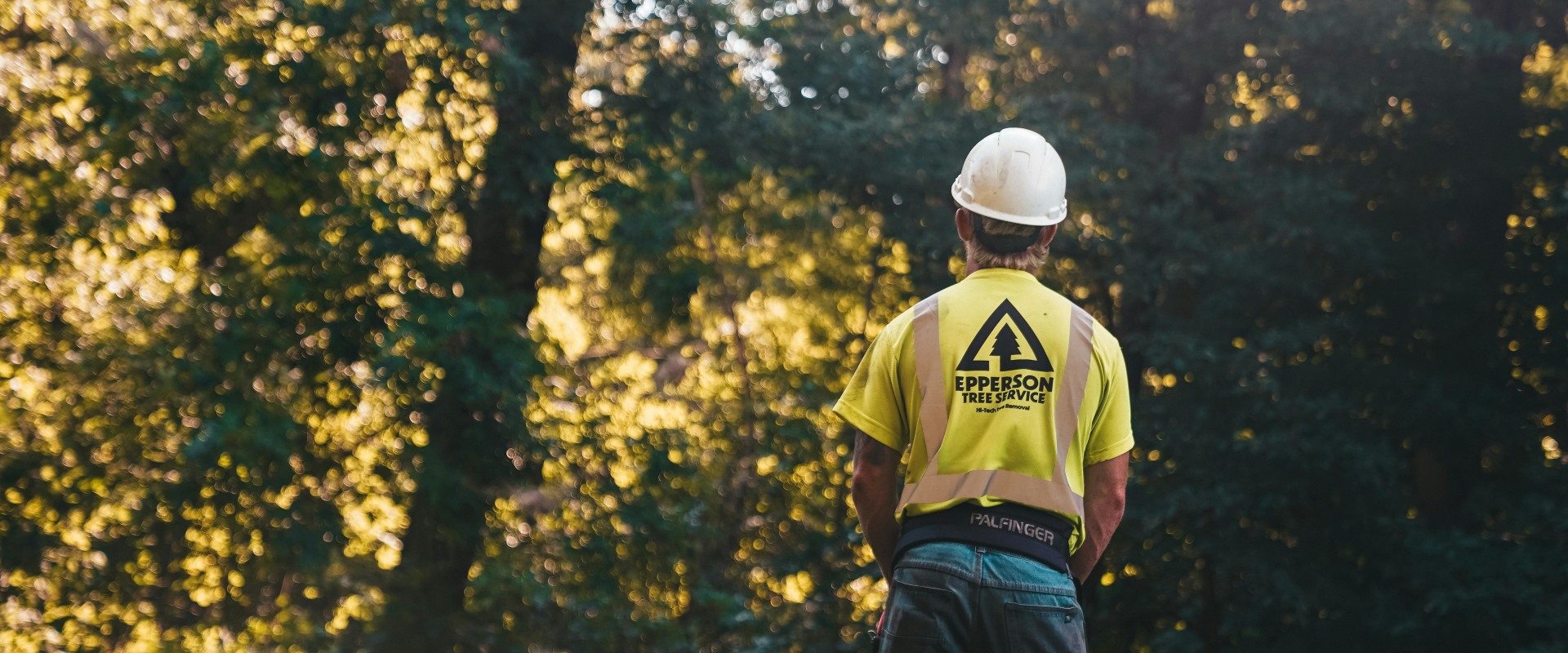 Protect Your Landscape: How A Tree Chopping Service In Orlando Can Combat Common Tree Diseases