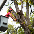 Protecting Your Trees: How Emergency Tree Service In Aurora, Oregon Can Help Combat Tree Diseases