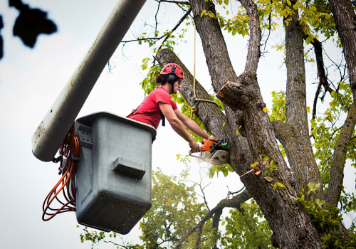 Protecting Your Trees: How Emergency Tree Service In Aurora, Oregon Can Help Combat Tree Diseases